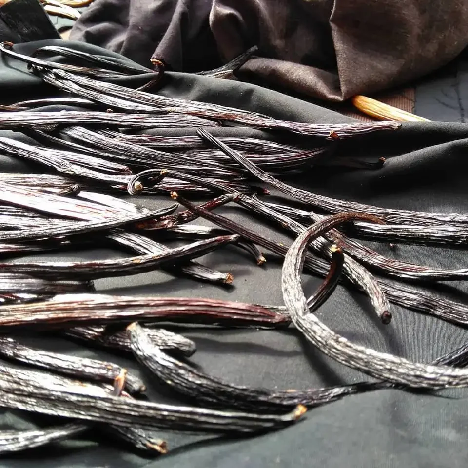 Dried vanilla beans from the Chocolate and Spice Tour are displayed on a dark fabric surface, with some beans twisted and overlapping.