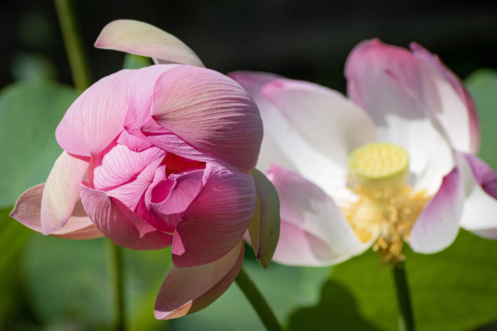 Close-up of a pink lotus bud, complemented by a partially open white lotus flower in the background amid lush green leaves, reminiscent of the Chocolate and Spice Tour experience.