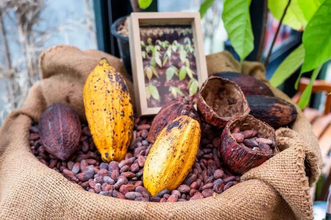 Cocoa pods and beans on burlap sack with a framed image of cocoa plants.